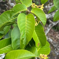 Stemonoporus gardneri Thwaites